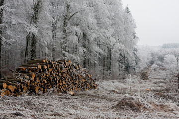 hiver foret