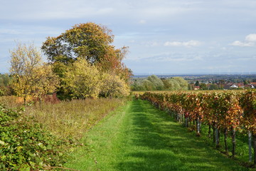 Idyllischer Blick von den Weinbergen in Edenkoben