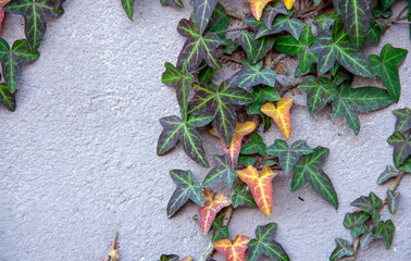  Background pink Old Wall And Ivy Leaves