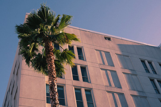 Low angle view of palm tree in front of building