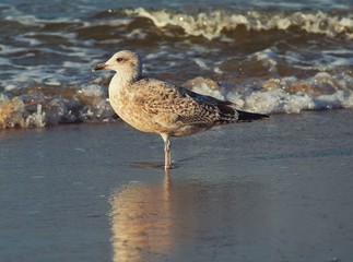 Netherlands. Kijkduin. Sea. Beach. Seagull...