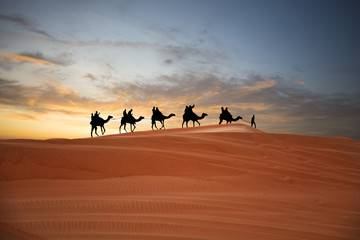 Fototapeta na wymiar Camel caravan in the desert at sunset traveling through sand dunes