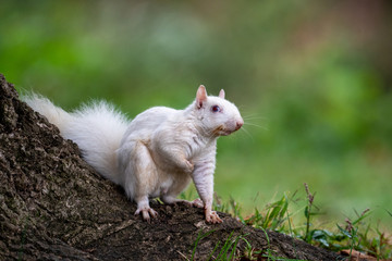 white squirrel