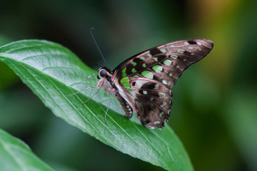papillon