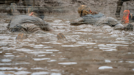 People crawling in mud under barbed wire at an obstacle course race