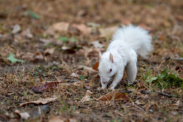 white squirrel