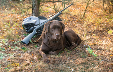 labrador dog near hunter shotgun, cartridge belt and backpack in the autumn orange forest