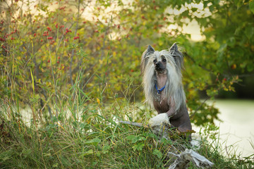 Obraz premium Portrait of gorgeous hairless Chinese Crested Dog standing in the field in summer at sunset