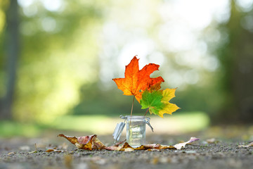 Natur pur, Herbst im Park