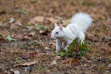 white squirrel