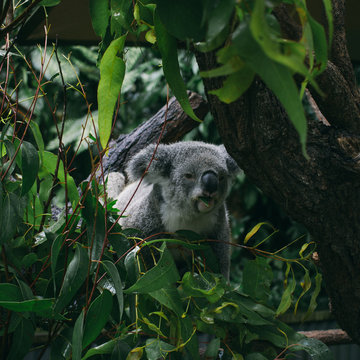 Koala eating leaves