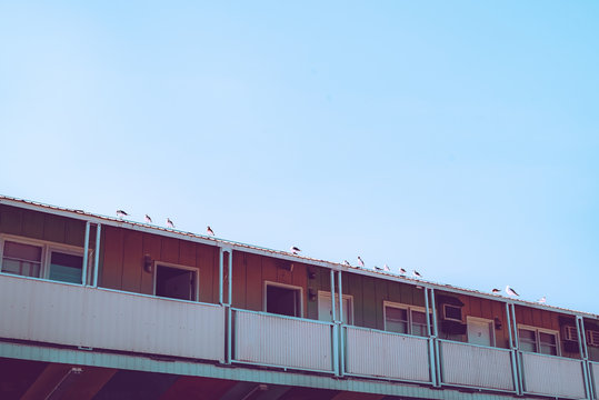 Exterior view of bungalows with seagulls perching on rooftop
