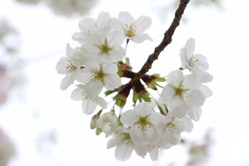 太陽の広場の桜