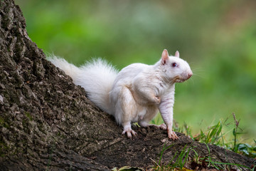 white squirrel