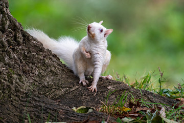 Naklejka na ściany i meble white squirrel