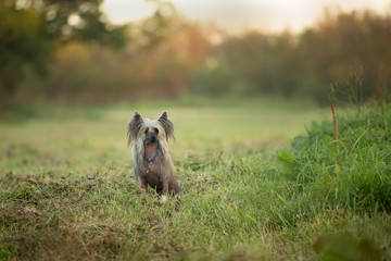Portrait of beautiful hairless Chinese Crested Dog in summer at sunset