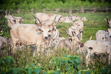Gray cattle herd on green field with lake and traditional well