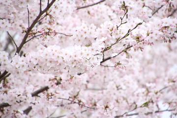 太陽の広場の桜