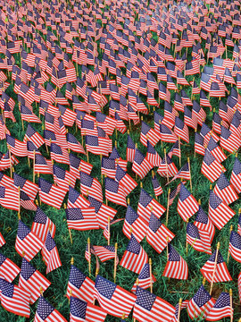 Field Of Miniature American Flags