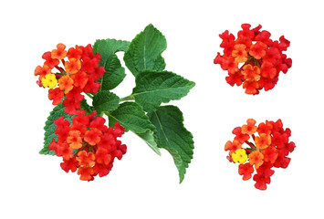Set of lantana flowers and leaves
