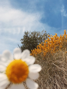 Close up of blurry daisy flower in front of grasses
