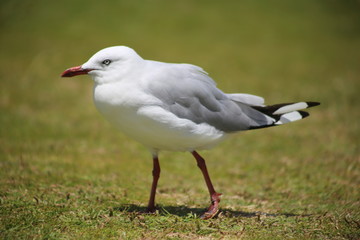 seagull on beach