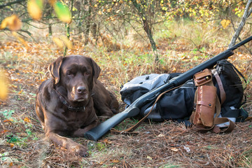 labrador dog near hunter shotgun, cartridge belt and backpack in the autumn orange forest