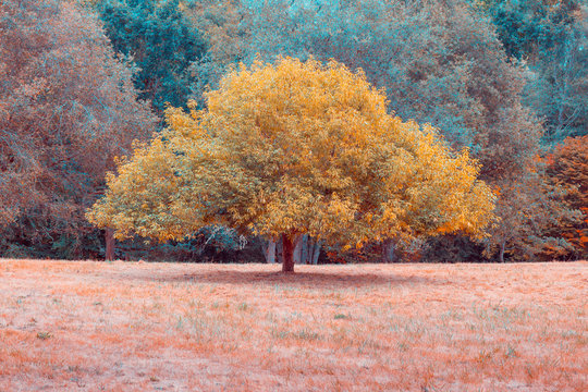 View of tree in field