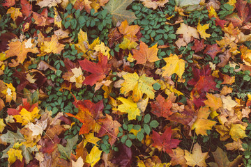 Colorful fall maple leaves  on a background of green grass.