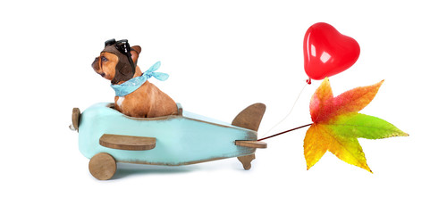 französische Bulldoge im Herbst unterwegs