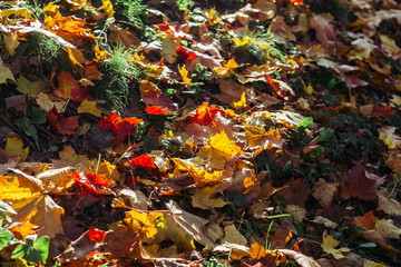 Colorful fall maple leaves  on a background of green grass.