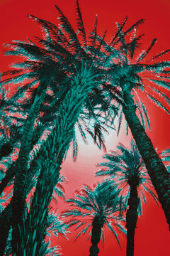 Palm trees perspective view