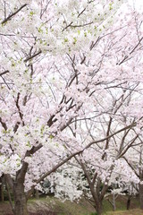 太陽の広場の桜