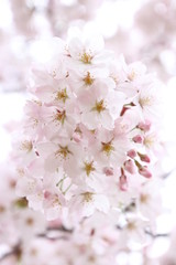 太陽の広場の桜