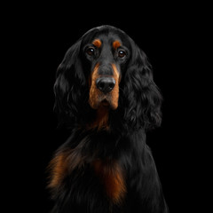 Portrait of English Setter Dog Gazing on Isolated Black Background