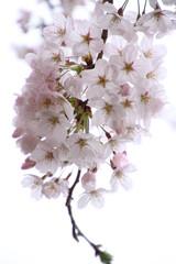 太陽の広場の桜