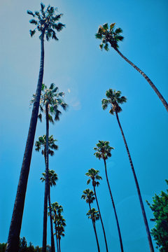 Palm trees aligned in a row