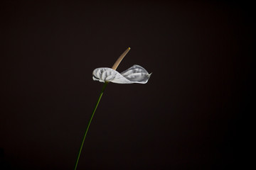 Single white†Anthurium flower on black background