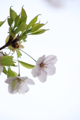 太陽の広場の桜