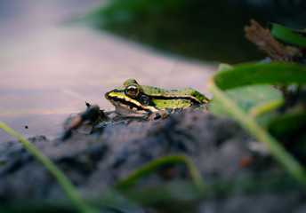 Euopäischer Laubfrosch