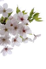 太陽の広場の桜