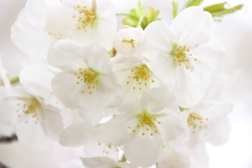 Fototapeta na wymiar 太陽の広場の桜
