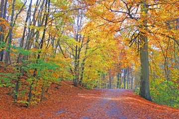 Forêt, couleurs d'automne