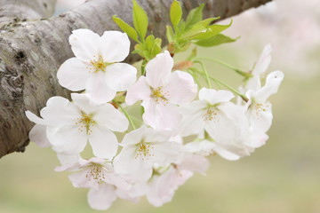 太陽の広場の桜