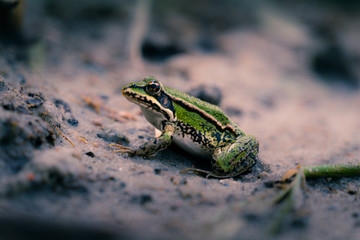 Euopäischer Laubfrosch