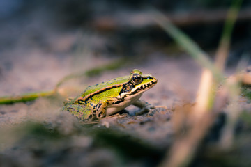 Euopäischer Laubfrosch
