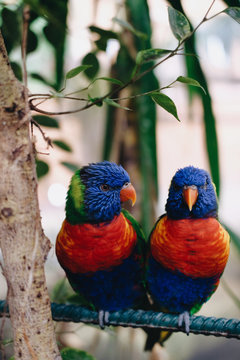 Parrots perching on metal wire