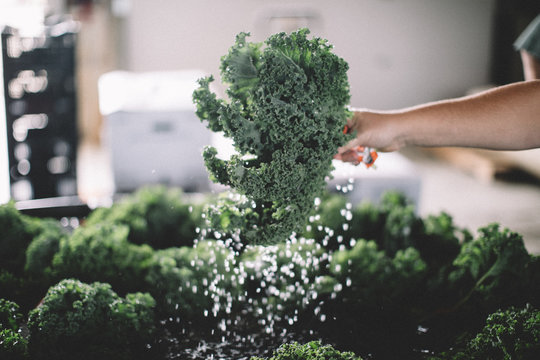 Man's hand washing kale indoors