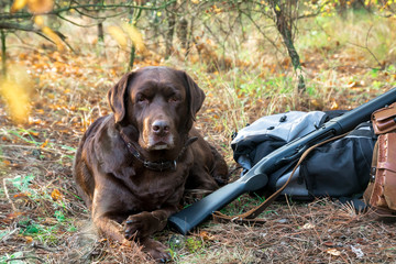 labrador dog near hunter shotgun, cartridge belt and backpack in the autumn orange forest
