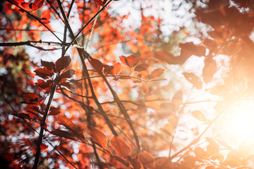 Tree branch with red leaves, close-up, selective focus. Autumn foliage in bright sunlight. Natural backgrounds, space for text.